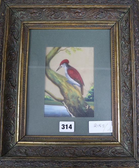 A gouache study of an exotic bird, 11 x 16cm
